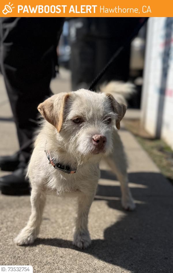 Found/Stray Female Dog last seen Imperial and Crenshaw, Hawthorne, CA 90250