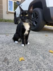 Found/Stray Male Cat last seen 41st st & Browns Point Blvd, Tacoma, WA 98422