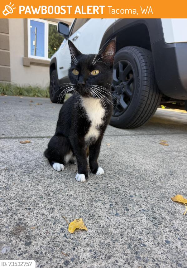 Found/Stray Male Cat last seen 41st st & Browns Point Blvd, Tacoma, WA 98422