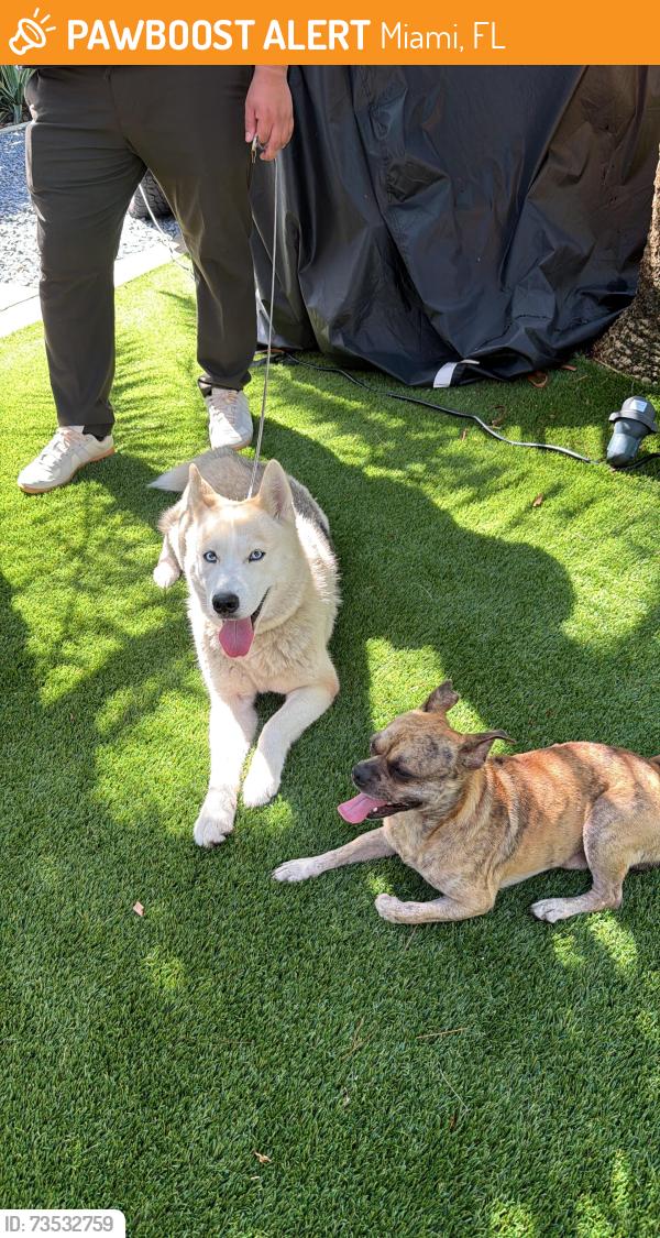 Found/Stray Female Dog last seen Miami river, Miami, FL 33136