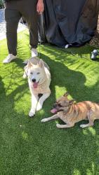 Found/Stray Female Dog last seen Miami river, Miami, FL 33136
