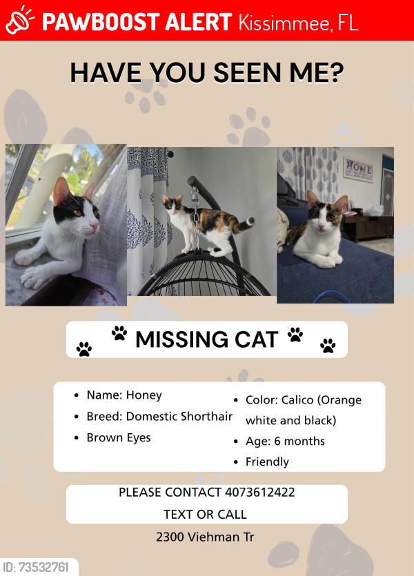 Lost Female Cat last seen Oak hammock preserve, Kissimmee, FL 34746