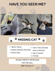 Lost Female Cat last seen Oak hammock preserve, Kissimmee, FL 34746