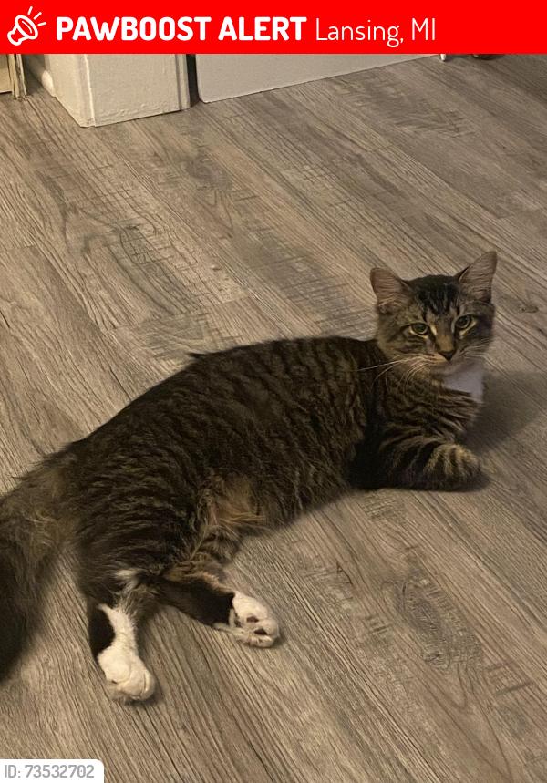 Lost Male Cat last seen Aurelius near hawk island, Lansing, MI 48910