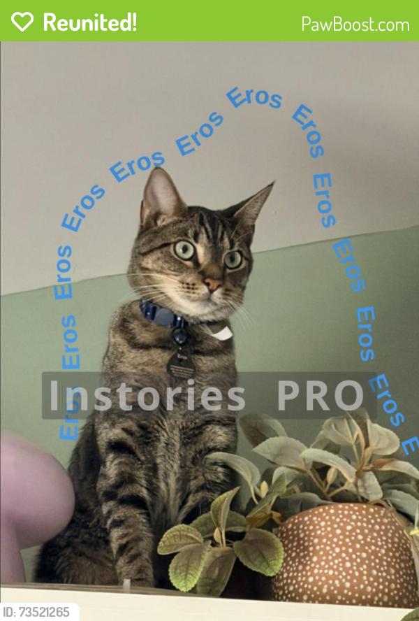 Reunited Male Cat last seen Hemingway chapel rd, Conway, SC 29527