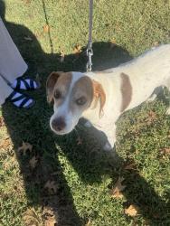 Found/Stray Male Dog last seen Dollar General on Lebanon, Mt. Juliet, TN 37122