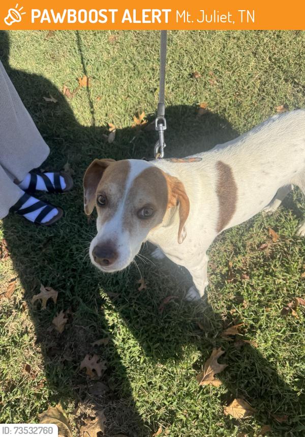 Found/Stray Male Dog last seen Dollar General on Lebanon, Mt. Juliet, TN 37122