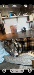Reunited Male Dog last seen east on purple sage Rd, Canyon County, ID 83644