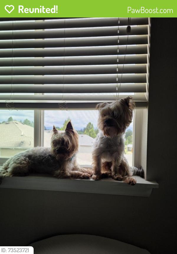 Reunited Male Dog last seen 256th, Kent, WA 98030