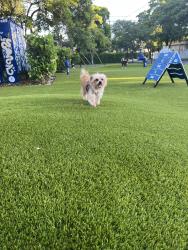 Lost Male Dog last seen 6446sw10terr, Miami, FL 33135