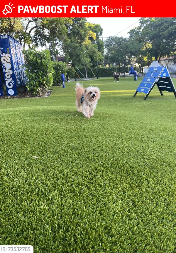 Lost Male Dog last seen 6446sw10terr, Miami, FL 33135