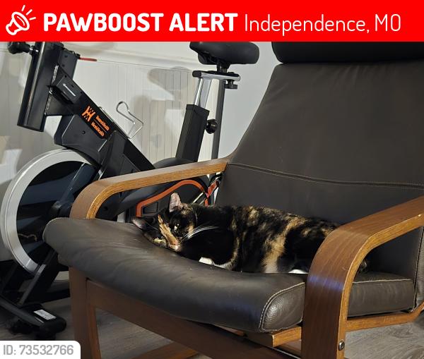 Lost Female Cat last seen N Cedar Ave and Kentucky Ave, Independence, MO 64053