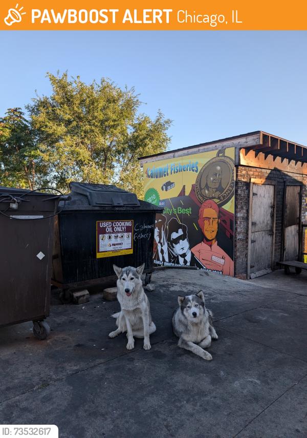 Found/Stray Unknown Dog last seen Near E 95th St, Chicago, IL 60617, Chicago, IL 60617
