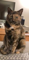 Lost Female Cat last seen West Lake Goodwin Rd, Stanwood, WA, Snohomish County, WA 98292