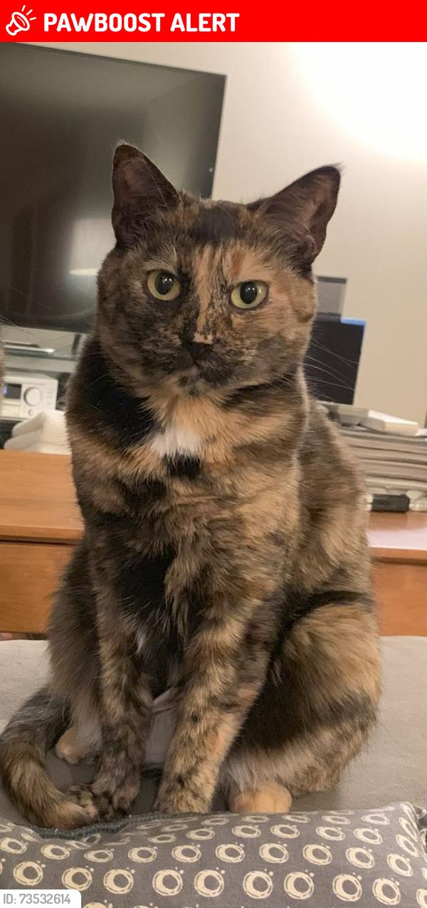 Lost Female Cat last seen West Lake Goodwin Rd, Stanwood, WA, Snohomish County, WA 98292