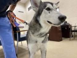 Shelter Stray Female Dog last seen 45th and 60, Vero Beach, FL, 6230 77th St, Vero Beach, FL 32967, USA