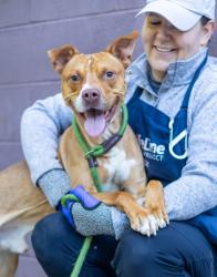 Shelter Stray Male Dog last seen Near Amanda Dr 612, 30058, GA, 3280 Chamblee Dunwoody Rd, Chamblee, GA 30341, USA
