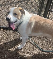 Shelter Stray Male Dog last seen Near Peachtree Industrial Doraville GA 30360, 30360, GA, 3280 Chamblee Dunwoody Rd, Chamblee, GA 30341, USA