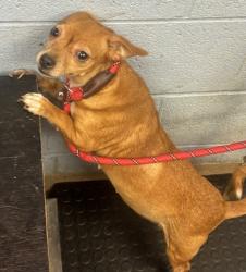 Shelter Stray Female Dog last seen Near SHERYL DR, 30032, GA, 3280 Chamblee Dunwoody Rd, Chamblee, GA 30341, USA