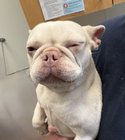 Shelter Stray Female Dog last seen Near Redan Rd, Lithonia, GA 30058, 30058, GA, 3280 Chamblee Dunwoody Rd, Chamblee, GA 30341, USA