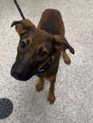 Shelter Stray Male Dog last seen E 55th St & Cleveland Ave, KCMO, 64130, 64130, MO, 7077 Elmwood Ave, Kansas City, MO 64132, USA