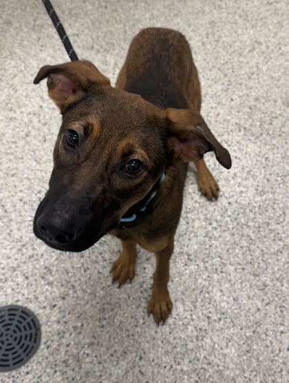 Shelter Stray Male Dog last seen E 55th St & Cleveland Ave, KCMO, 64130, 64130, MO, 7077 Elmwood Ave, Kansas City, MO 64132, USA