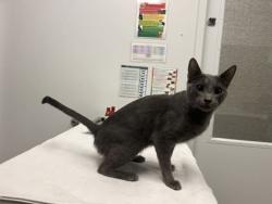 Shelter Stray Female Cat last seen E Missouri Ave & Lexington Ave, 64124, 64124, MO, 7077 Elmwood Ave, Kansas City, MO 64132, USA