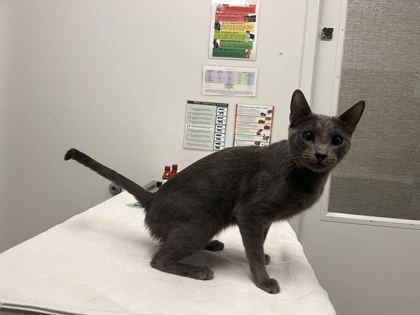 Shelter Stray Female Cat last seen E Missouri Ave & Lexington Ave, 64124, 64124, MO, 7077 Elmwood Ave, Kansas City, MO 64132, USA