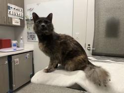 Shelter Stray Female Cat last seen 42nd Terr and Mersington Ave, KCMO, 64117, 64117, MO, 7077 Elmwood Ave, Kansas City, MO 64132, USA