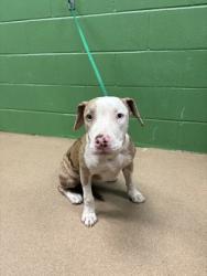 Shelter Stray Female Dog last seen Near K Street, 29625, Anderson County, SC, 1320 US-29, Anderson, SC 29626, USA
