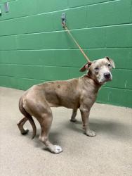Shelter Stray Female Dog last seen Near K Street, 29625, Anderson County, SC, 1320 US-29, Anderson, SC 29626, USA
