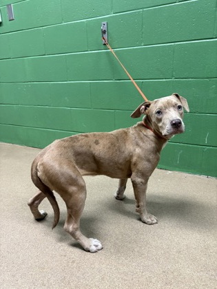 Shelter Stray Female Dog last seen Near K Street, 29625, Anderson County, SC, 1320 US-29, Anderson, SC 29626, USA