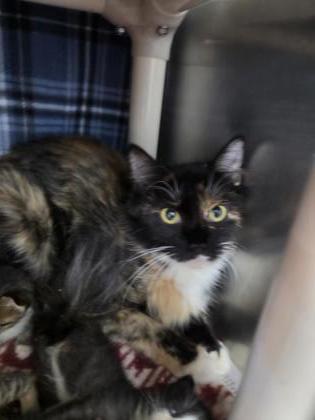 Shelter Stray Female Cat last seen bear footlanding apartments, New Bern City Limits, NC, 1639 Old Airport Rd, New Bern, NC 28562, USA