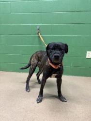 Shelter Stray Male Dog last seen Near K Street, 29625, Anderson County, SC, 1320 US-29, Anderson, SC 29626, USA