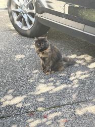 Found/Stray Unknown Cat last seen Fern ridge, Portland, OR 97229
