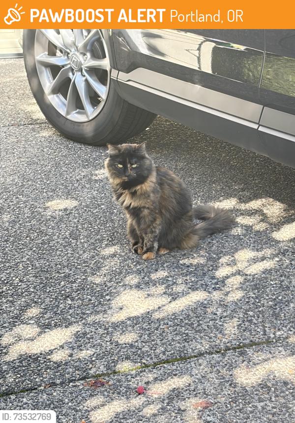 Found/Stray Unknown Cat last seen Fern ridge, Portland, OR 97229