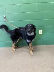 Shelter Stray Male Dog last seen Near Big Creek Road, 29697, Anderson County, SC, 1320 US-29, Anderson, SC 29626, USA