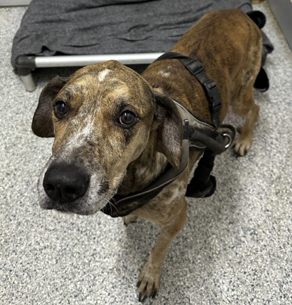 Shelter Stray Male Dog last seen Near FM 78, Zone 3, TX, 8755 Farm to Market 1516, Converse, TX 78109, USA
