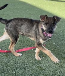 Shelter Stray Male Dog last seen S Stanislaus Ave & W Clarkson Ave, Cantua Creek Zone Fresno CO 1B 93608, CA, 1510 W Dan Ronquillo Dr, Fresno, CA 93706, USA
