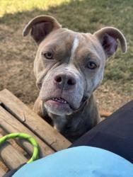 Shelter Stray Female Dog last seen Near sturbridge way, South Fulton, GA, 1251 Fulton Industrial Blvd NW, Atlanta, GA 30336, USA
