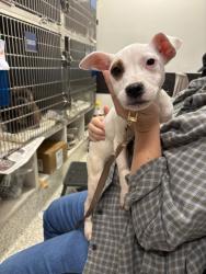 Shelter Stray Female Dog last seen Near Hillside Drive SW, Atlanta, GA, 1251 Fulton Industrial Blvd NW, Atlanta, GA 30336, USA