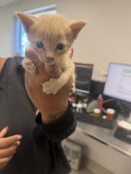 Shelter Stray Male Cat last seen Near Teakwood in alley, 75149, TX, 1650 Gross Rd, Mesquite, TX 75149, USA