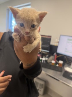 Shelter Stray Male Cat last seen Near Teakwood in alley, 75149, TX, 1650 Gross Rd, Mesquite, TX 75149, USA
