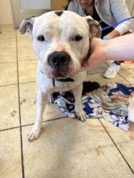 Shelter Stray Male Dog last seen Near La Frontera Boulevard, City of Round Rock, TX, 1855 SE Inner Loop, Georgetown, TX 78626, USA