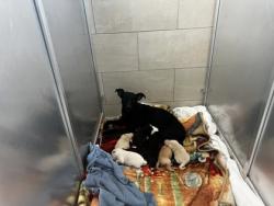 Shelter Stray Female Dog last seen Near OSCAR AVE, North District,, 355 Hillshire Dr, Haslet, TX 76052, USA