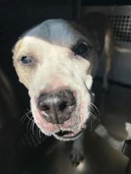 Shelter Stray Unknown Dog last seen Near CAMERON CREEK LN 4, West District,, 355 Hillshire Dr, Haslet, TX 76052, USA