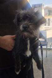 Shelter Stray Female Dog last seen Near Pyrite Dr, North District, TX, 355 Hillshire Dr, Haslet, TX 76052, USA