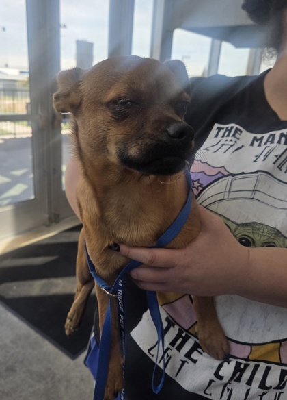Shelter Stray Male Dog last seen Near Pyrite Dr, North District, TX, 355 Hillshire Dr, Haslet, TX 76052, USA