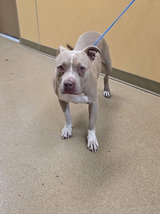 Shelter Stray Female Dog last seen Near s joe wilson rd, Cedar Hill, TX, 1150 E Pleasant Run Rd, Cedar Hill, TX 75104, USA