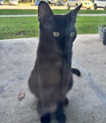 Found/Stray Male Cat last seen Arlo at Olathe apmts, Olathe, KS 66061
